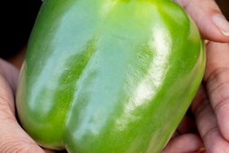 Shimla mirch (sweet bell pepper)