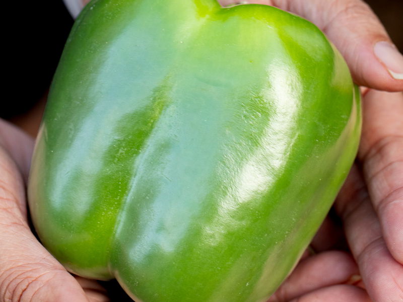 Shimla Mirch (Sweet Pepper) Seeds