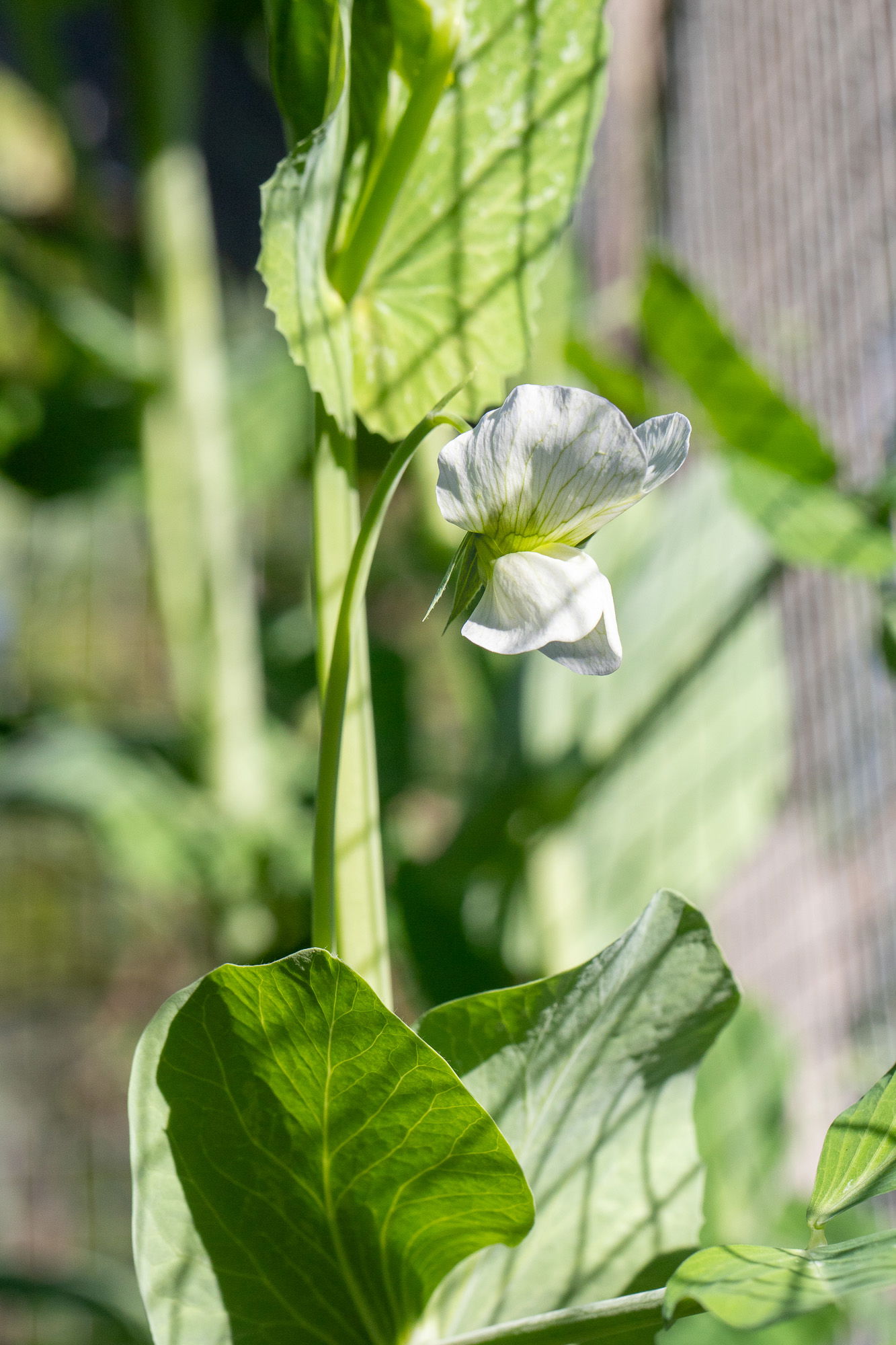 A snap pea flower.