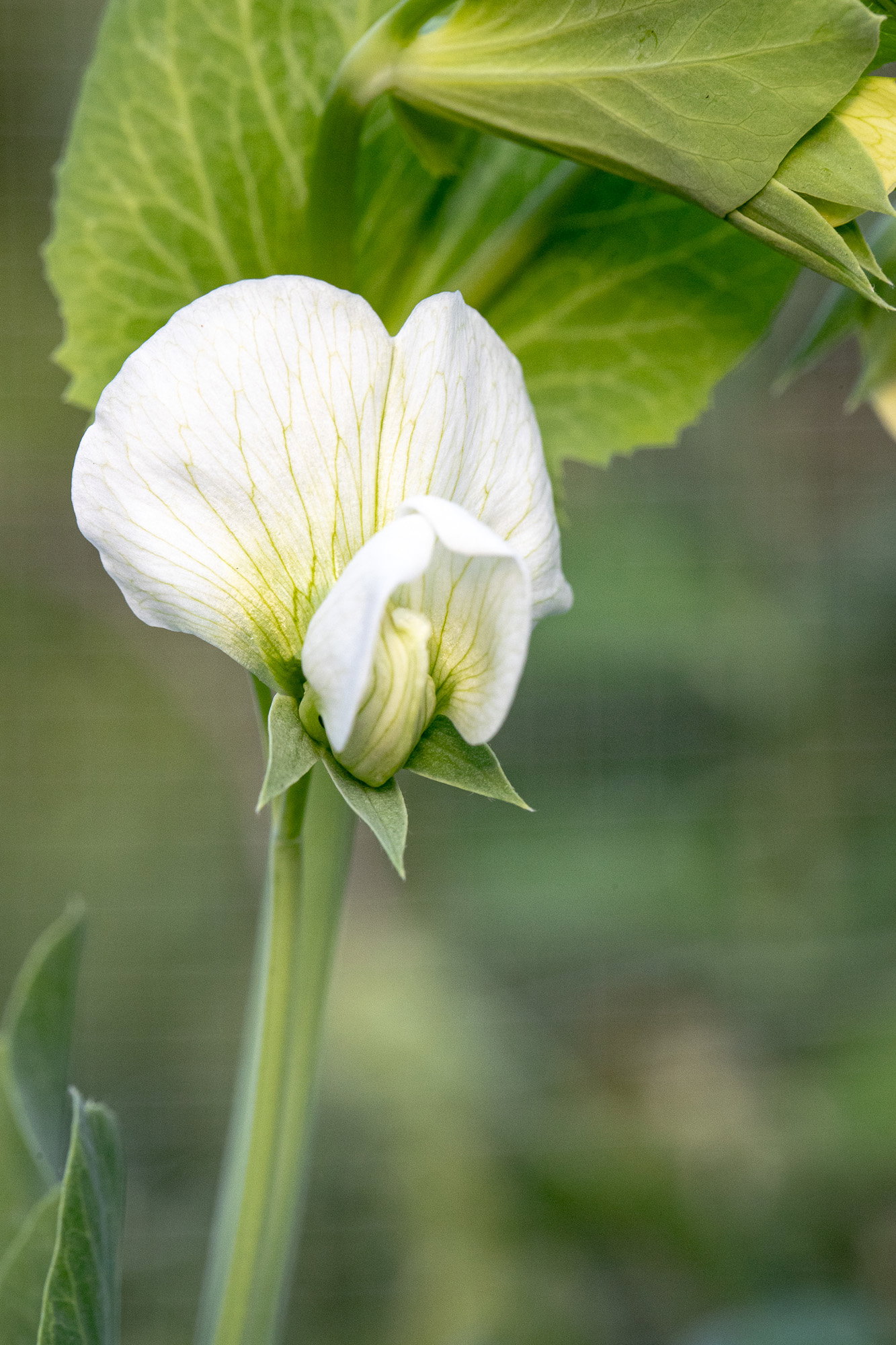 Snap pea flower