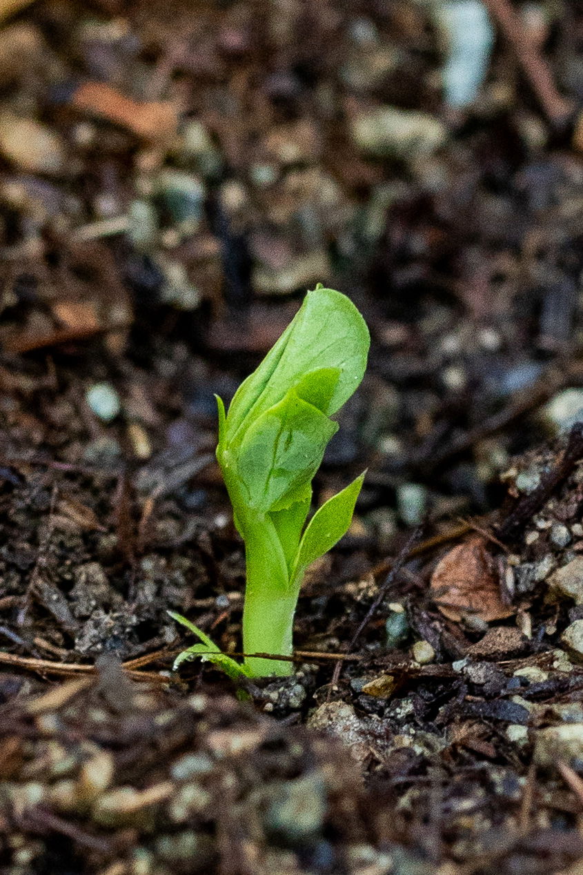 A snap pea seedling emerging