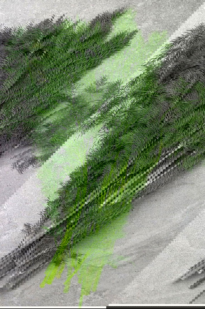 A bunch of dill (suva)