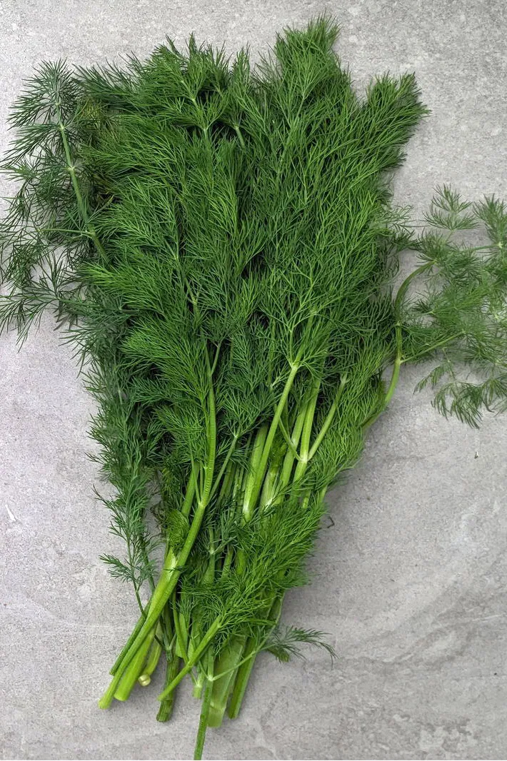 A bunch of dill (suva)