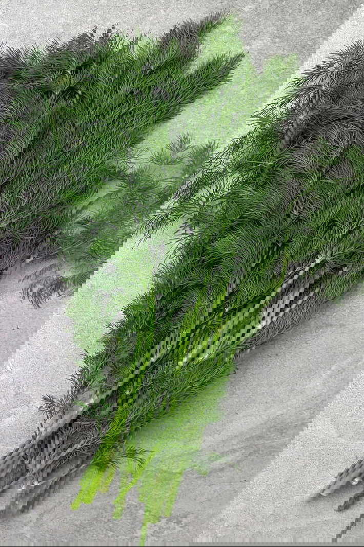 A bunch of dill (suva)