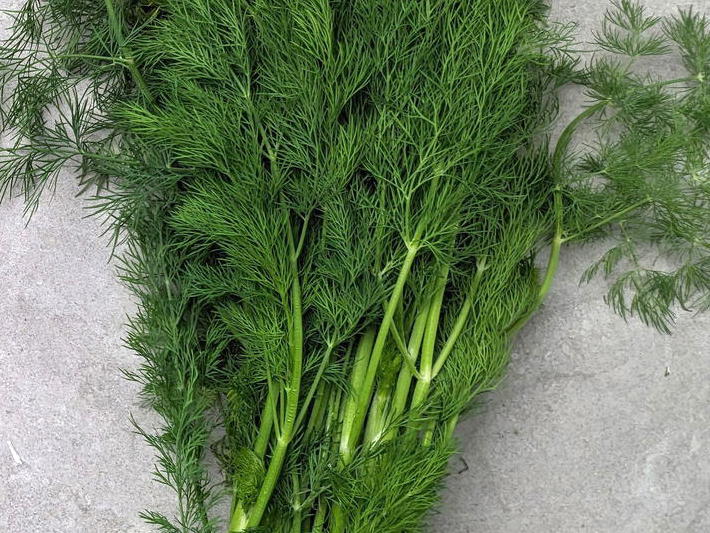 Suva Dill (Dukat) Seeds