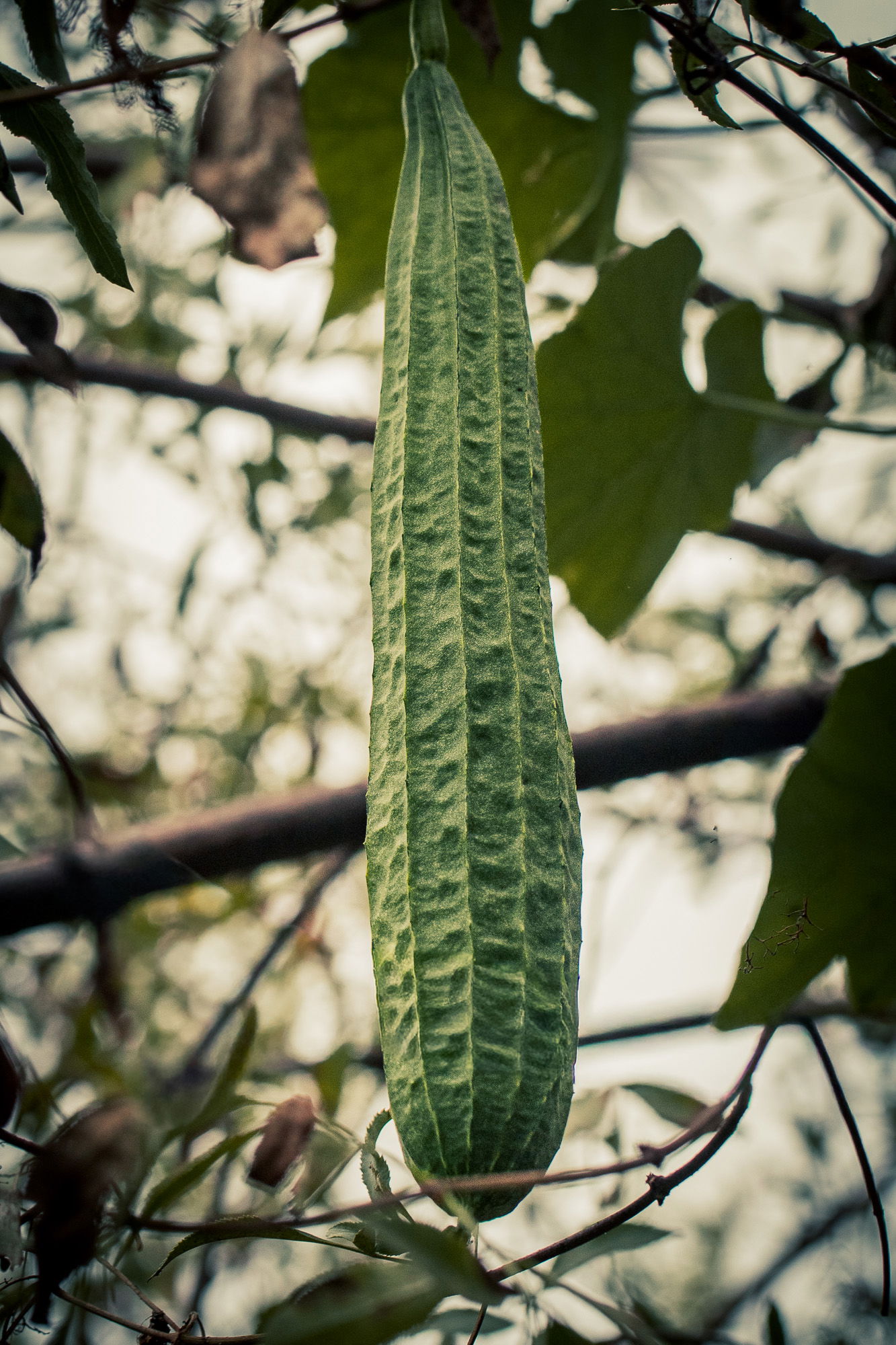 Turiya growing on a vine (hanging from a tree)