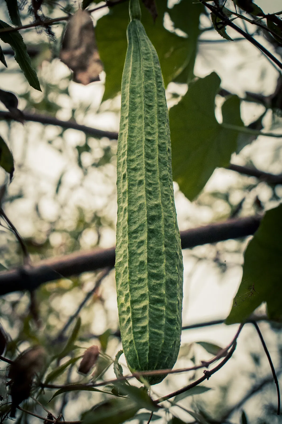 Turiya growing on a vine (hanging from a tree)
