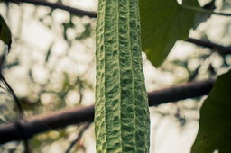 Turiya growing on a vine (hanging from a tree)