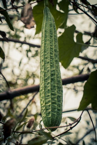 Turiya growing on a vine (hanging from a tree)