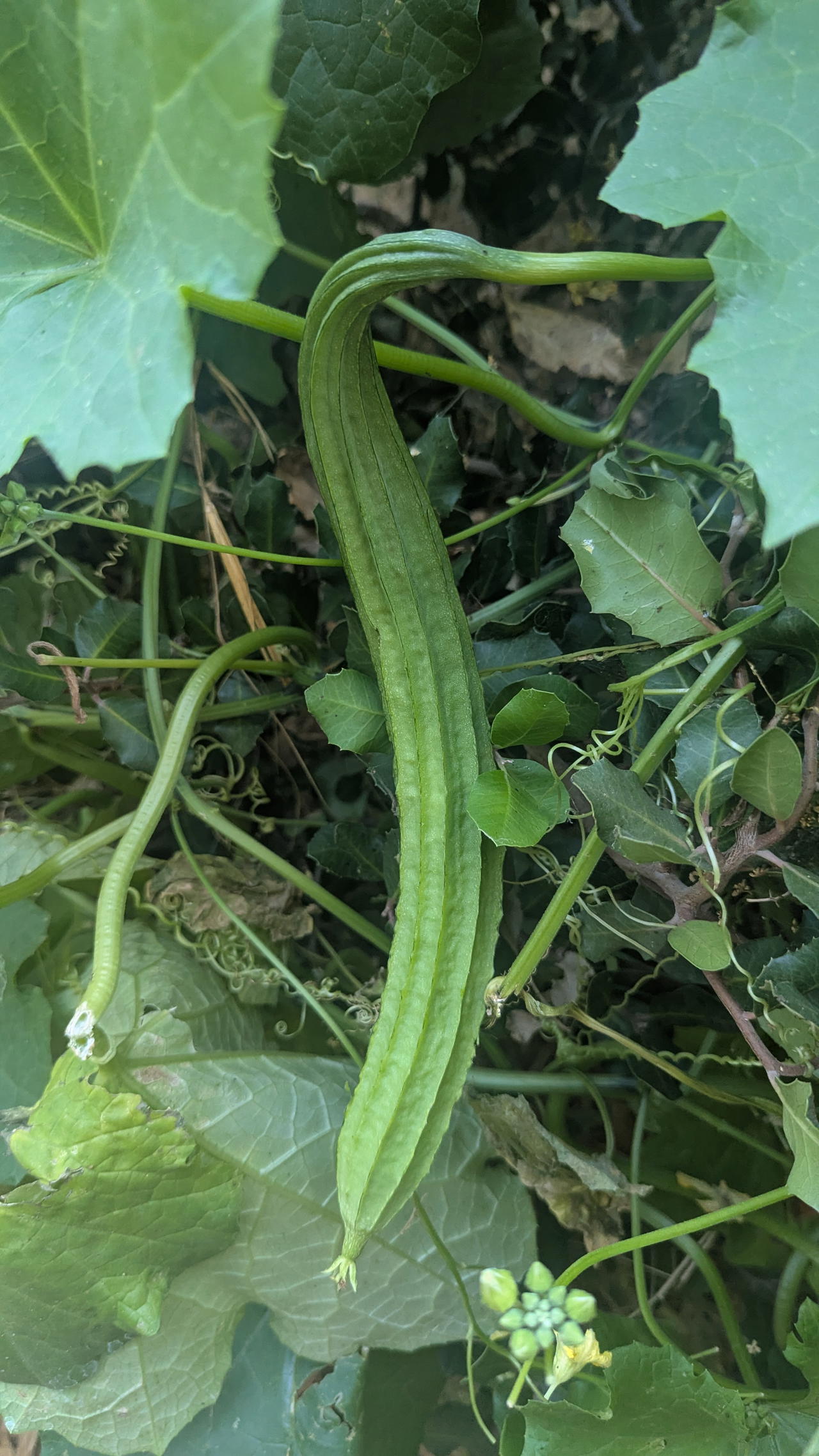 Turiya growing on a vine
