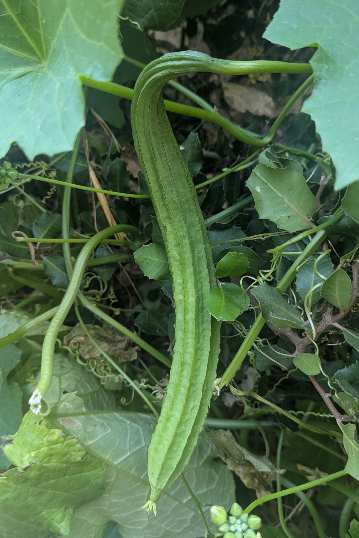 Turiya growing on a vine