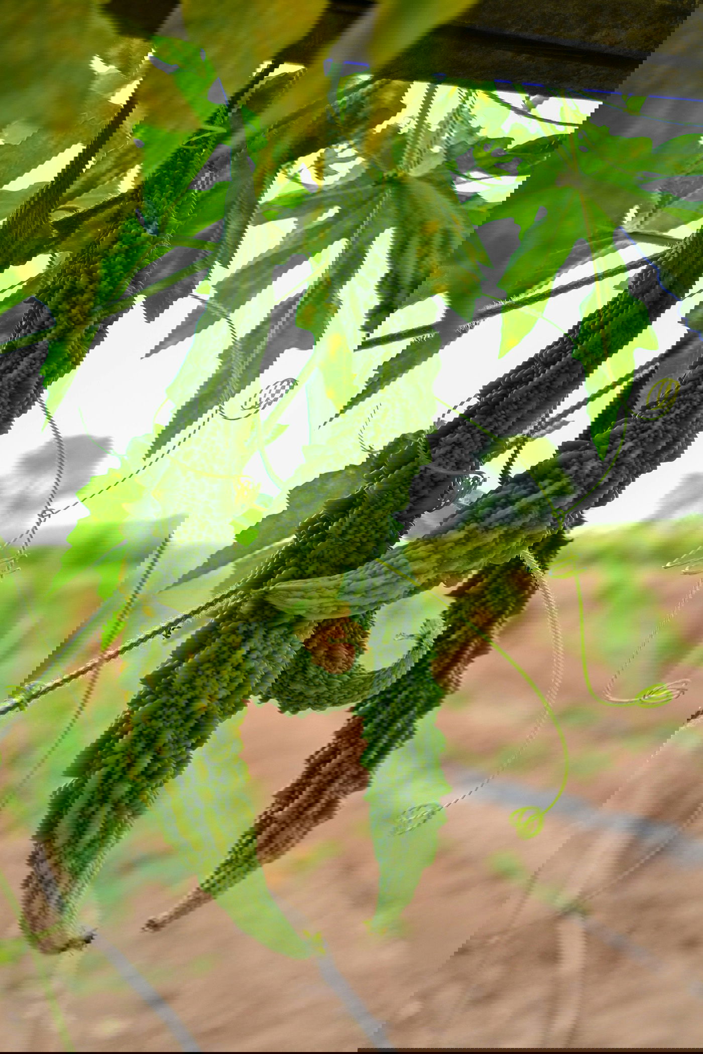 Bitter gourd growing on a vine