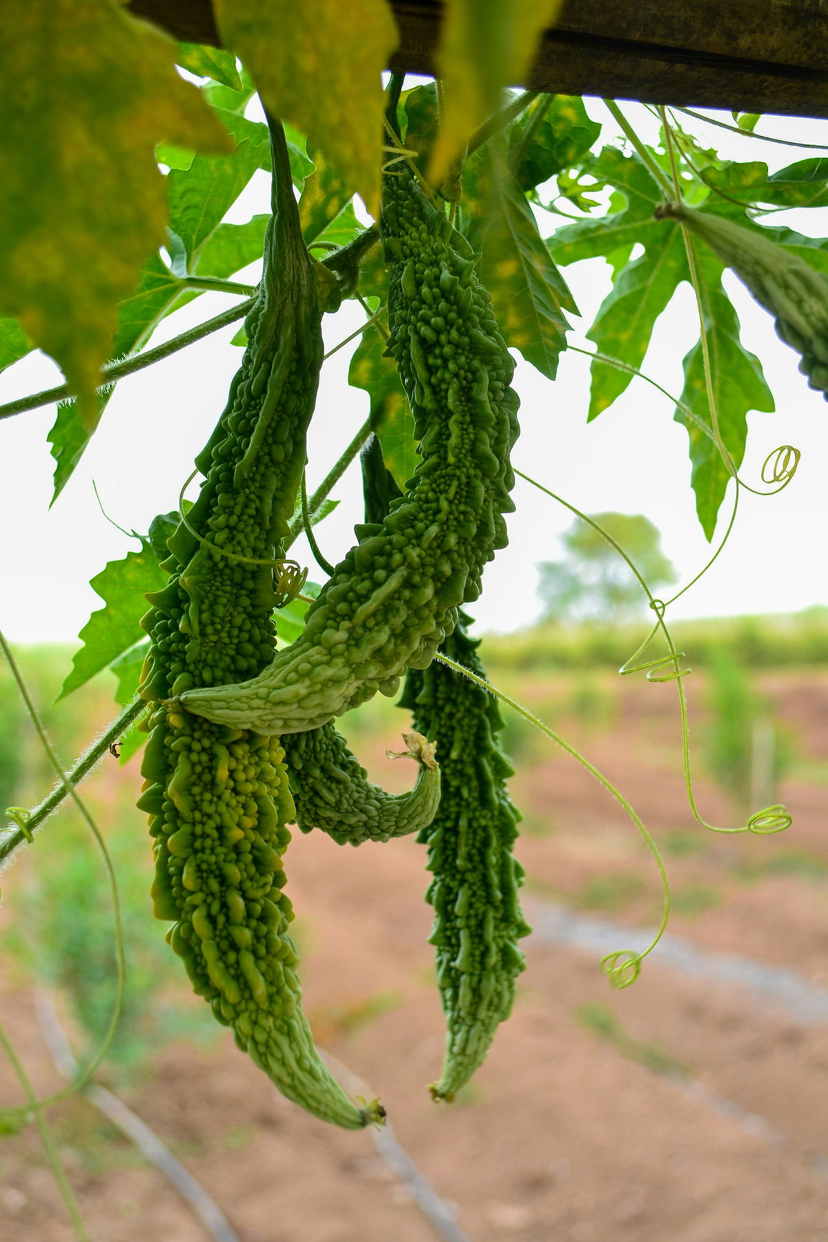 Bitter gourd growing on a vine