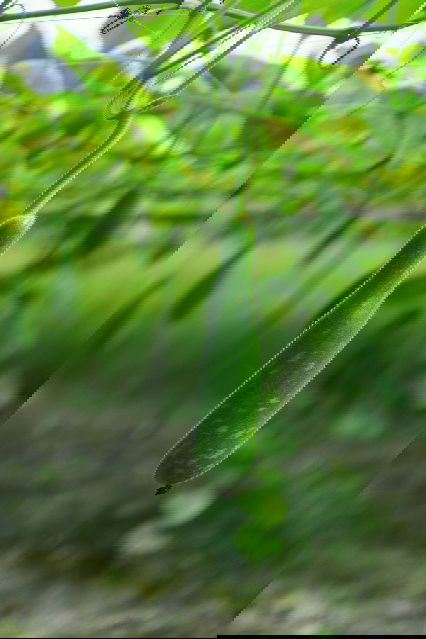 Bottle gourd (dudhi)