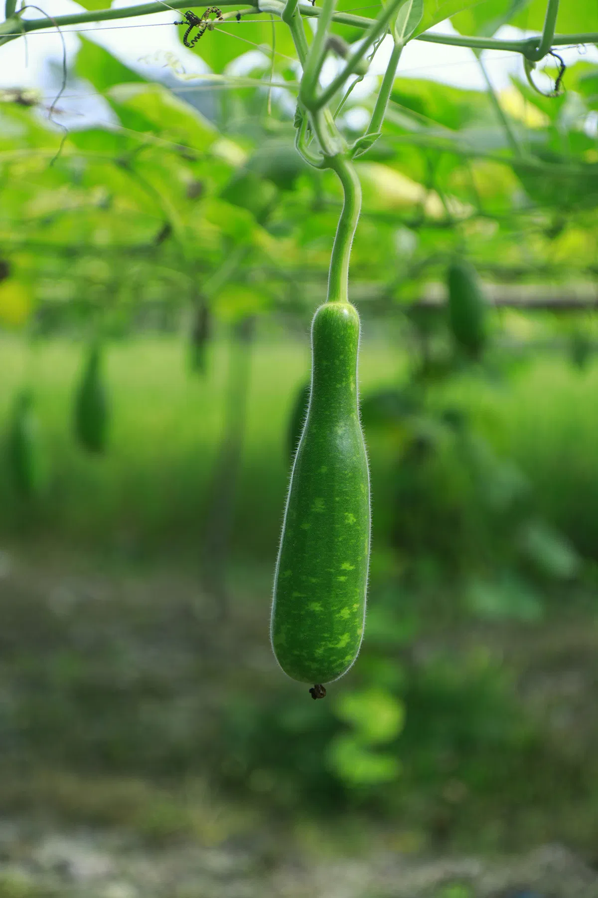 Growing Summer Cucumbers and Gourds for the Indian Kitchen Garden