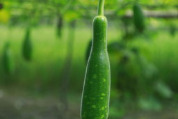 Bottle gourd (dudhi)
