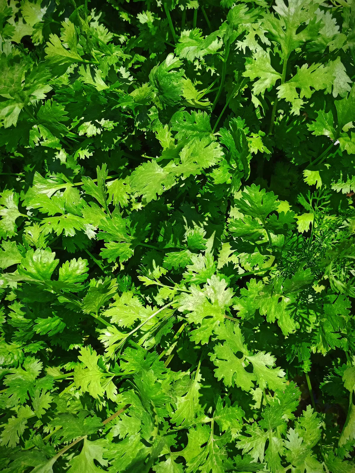 Cilantro growing in a patch