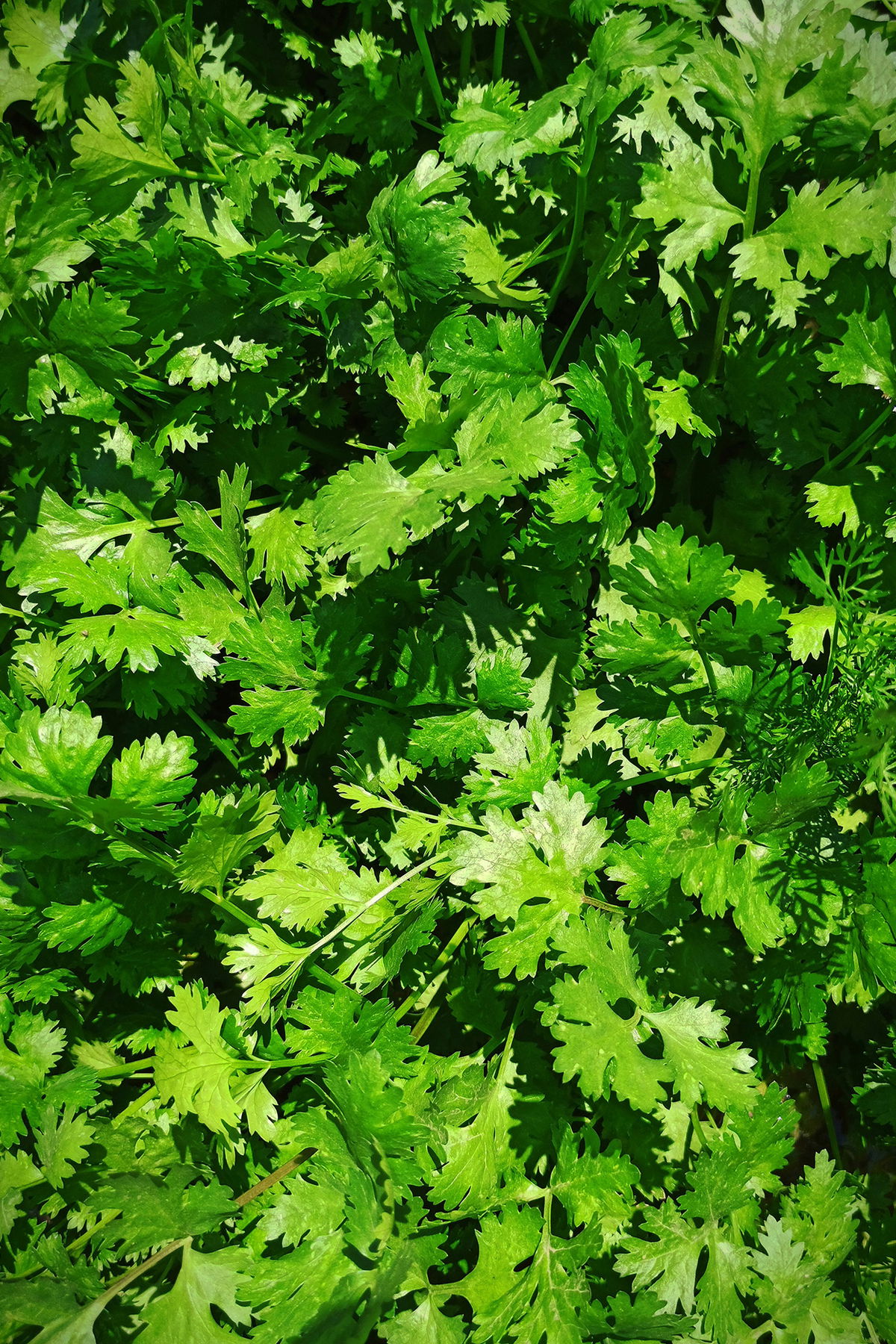 Cilantro growing in a patch