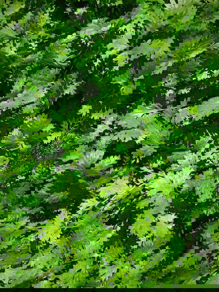 Cilantro growing in a patch