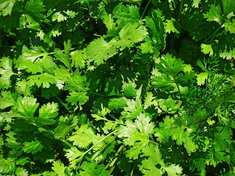 Dhaniya (Slow Bolt Cilantro) Seeds