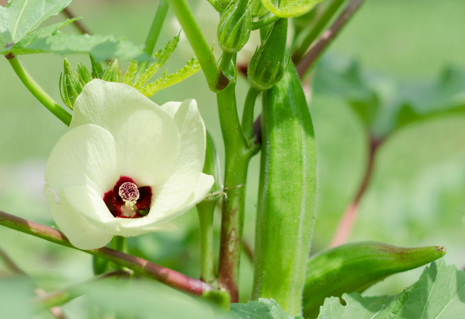 Okra flower and fruit.