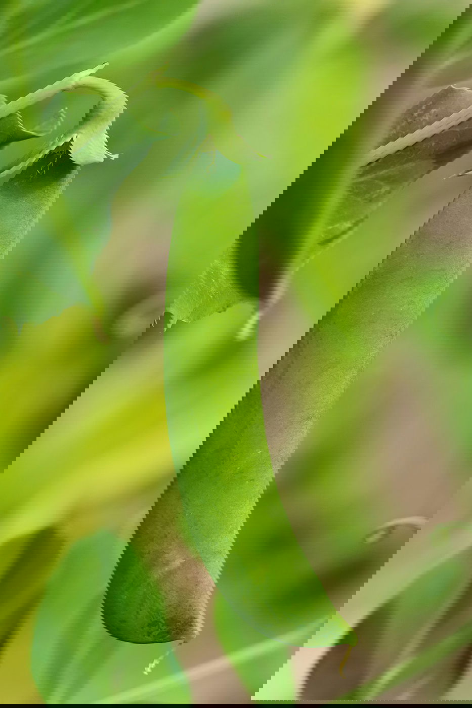 Snap peas growing on a vine
