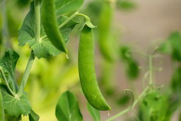 Snap peas growing on a vine
