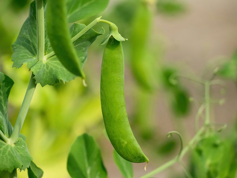 Snap Pea Seeds