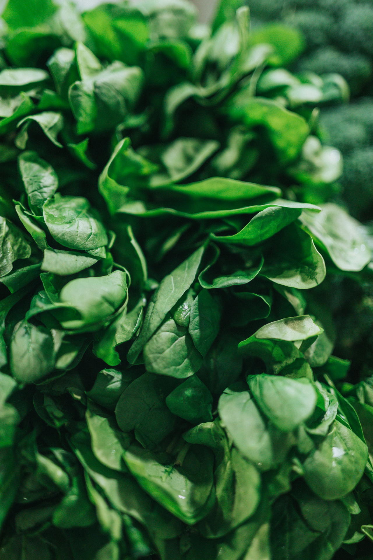 A pile of spinach