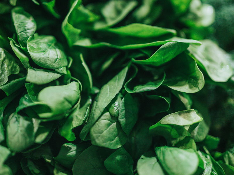 Palak (America Spinach) Seeds