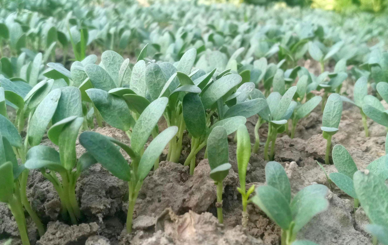 A patch of fenugreek sprouts.