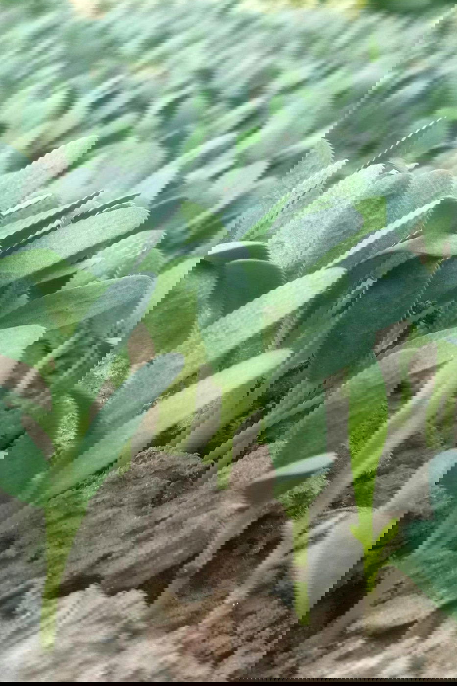 A patch of fenugreek sprouts.