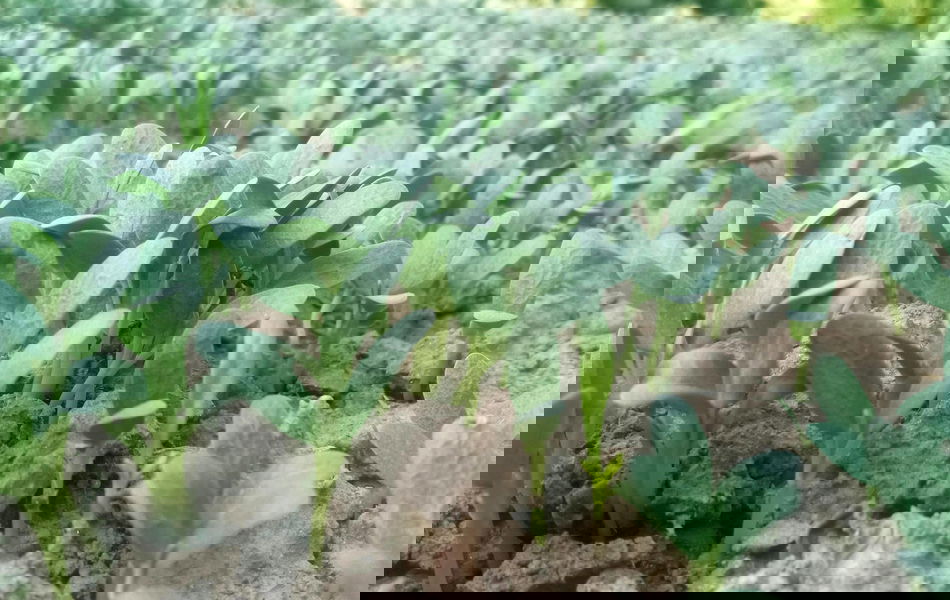 A patch of fenugreek sprouts.