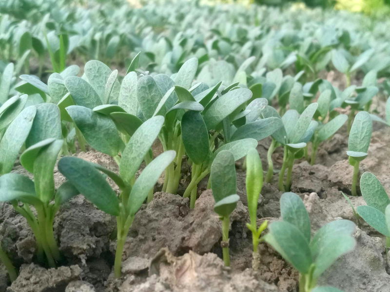 Methi (Fenugreek) Seeds