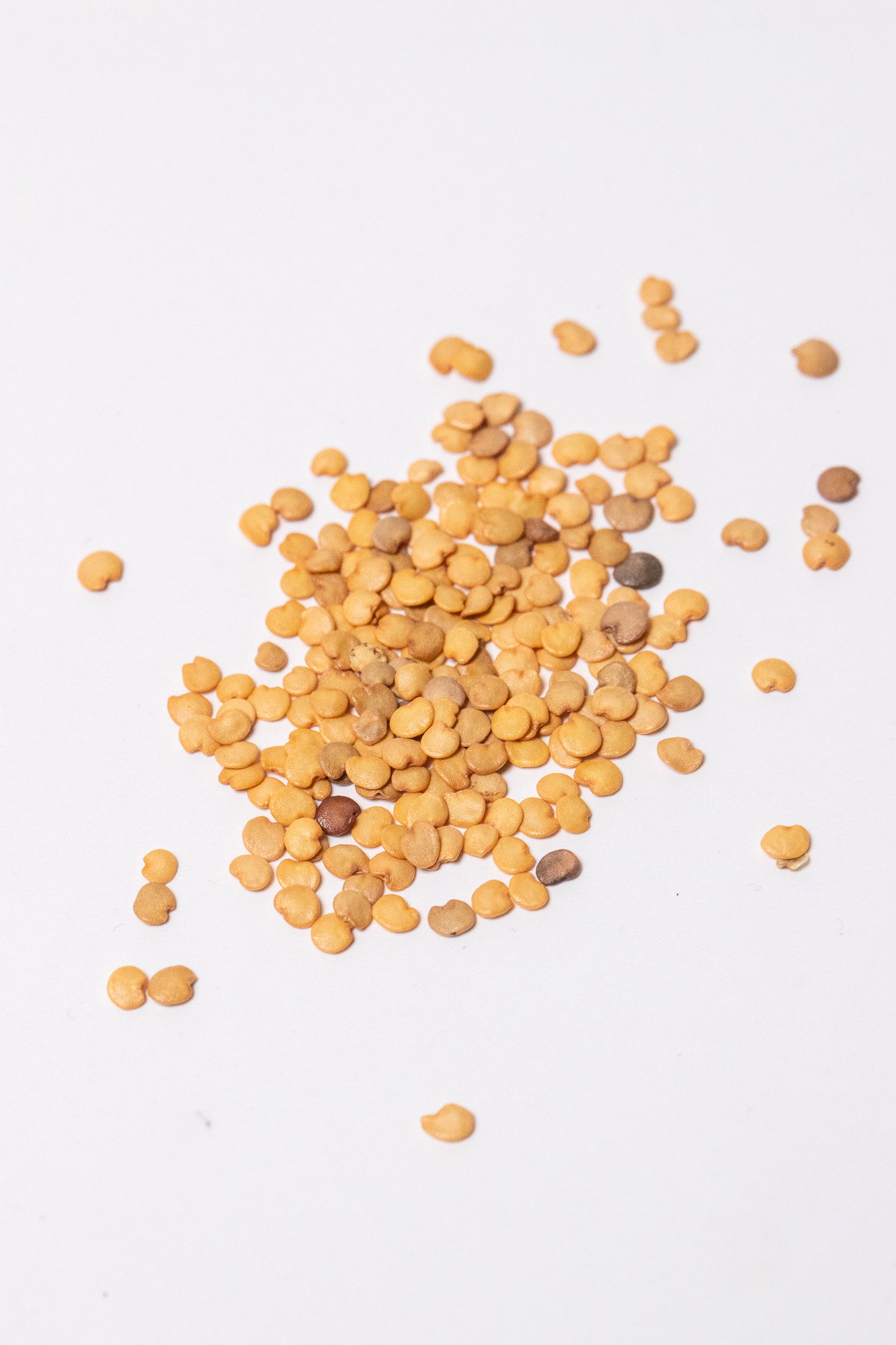 Black Beauty Eggplant (baingan) seeds