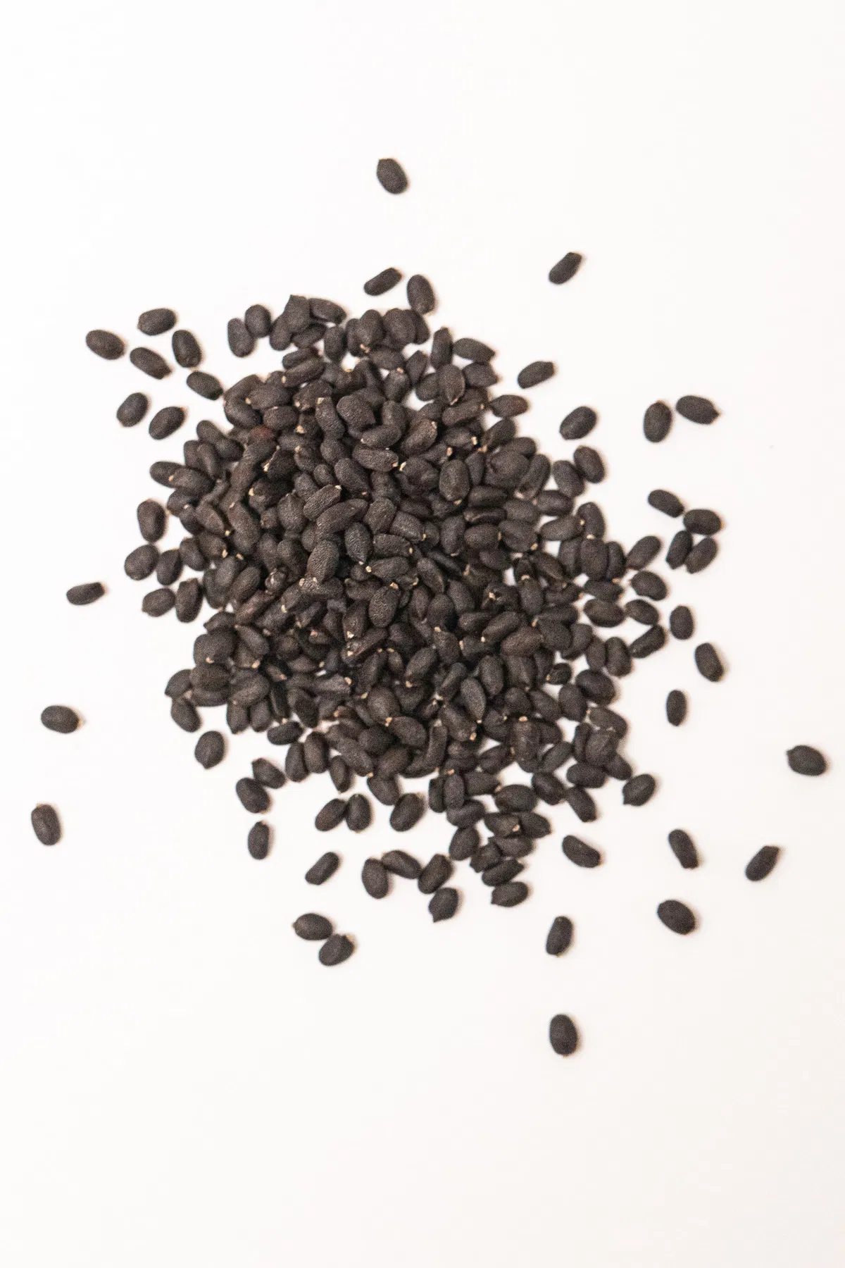 Large leaf basil seeds