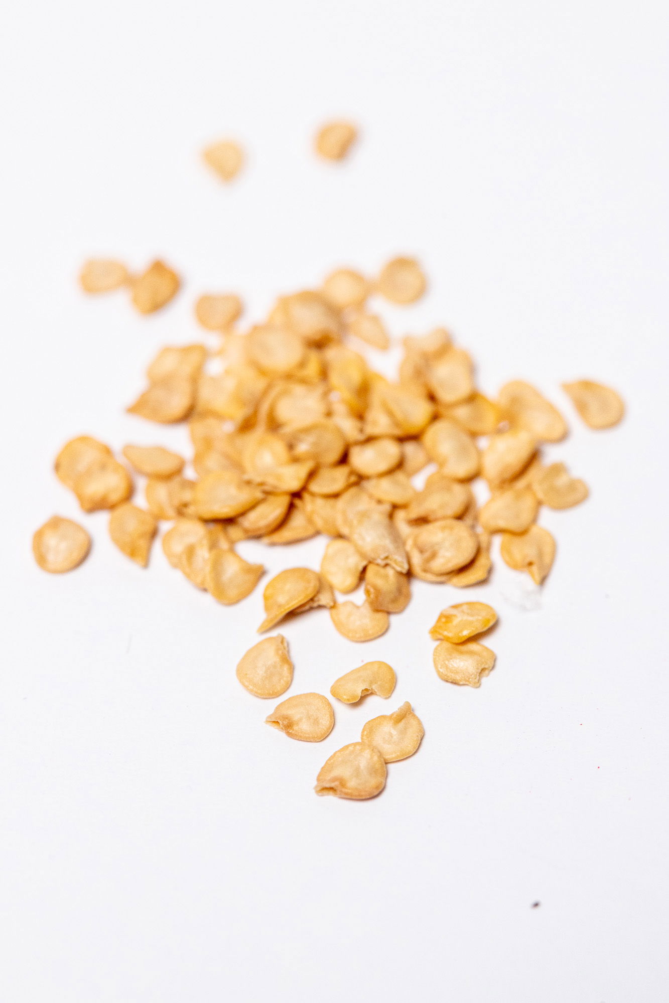 Kanthari chili seeds