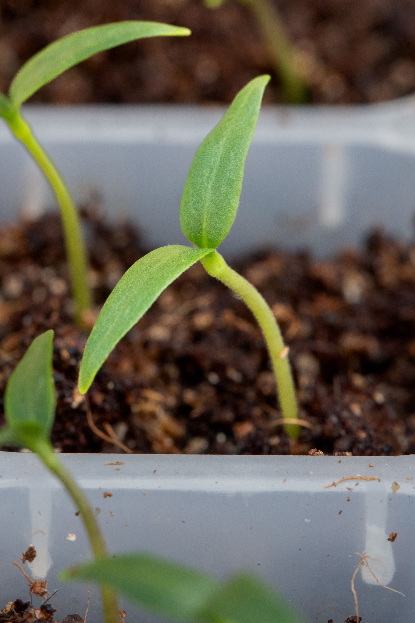 Kashmiri chili seedling