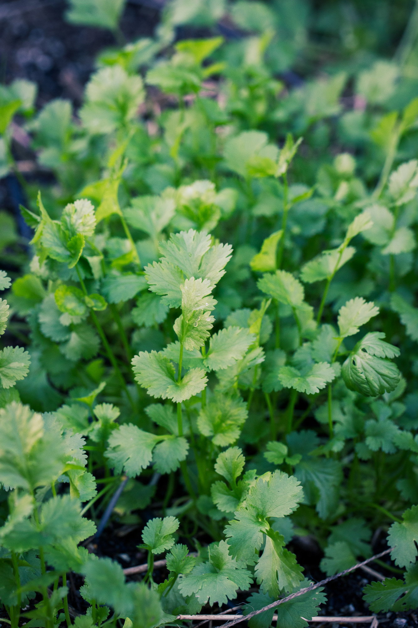 A patch of cilantro
