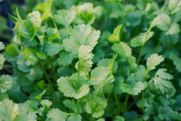 A patch of cilantro