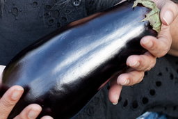 Black beauty eggplant