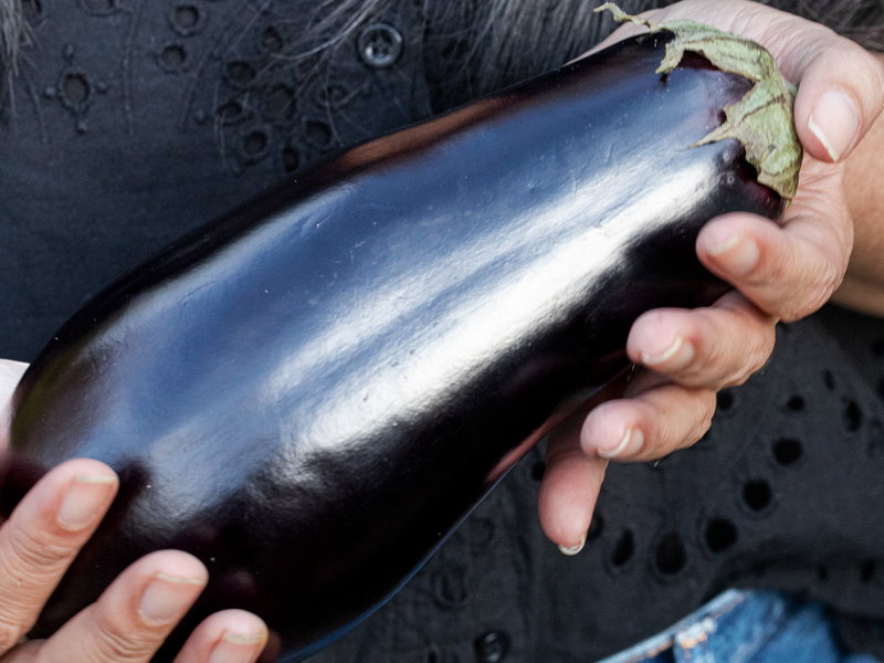 Black Beauty Baingan (Eggplant) Seeds