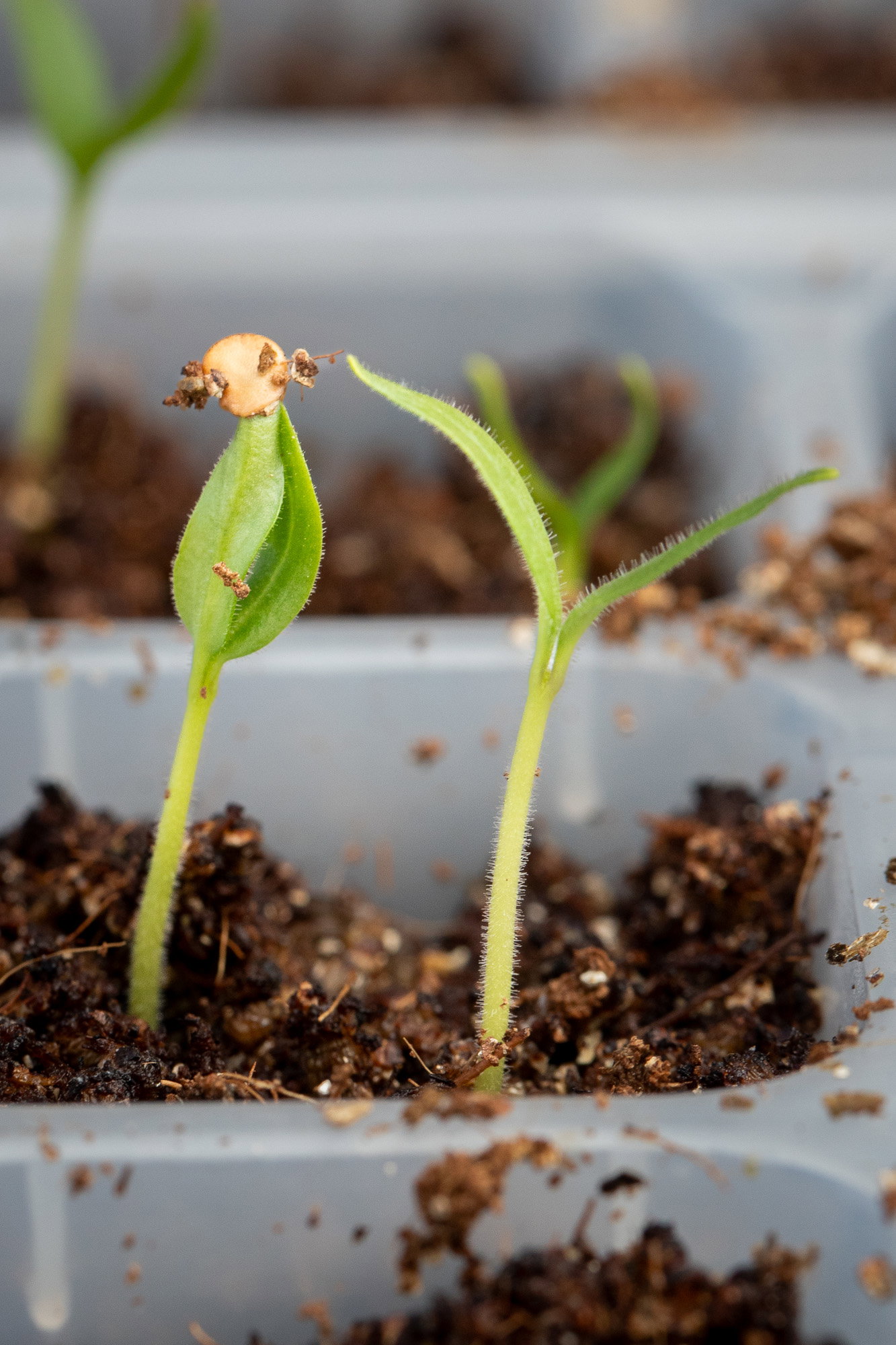 Black beauty seedling growing in a tray
