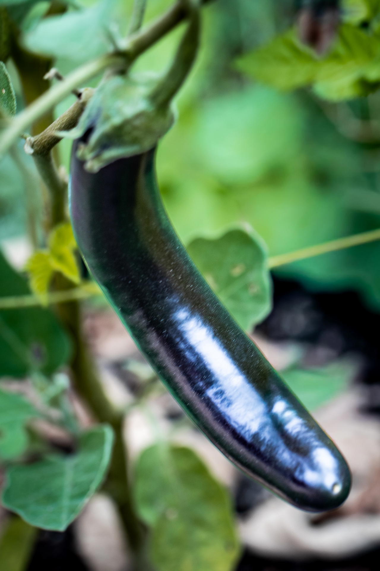 Little finger aburgine growing on the plant