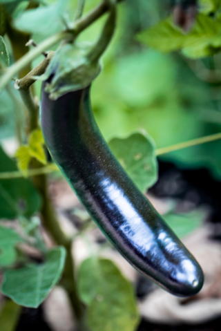 Little finger aburgine growing on the plant