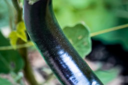 Little finger aburgine growing on the plant