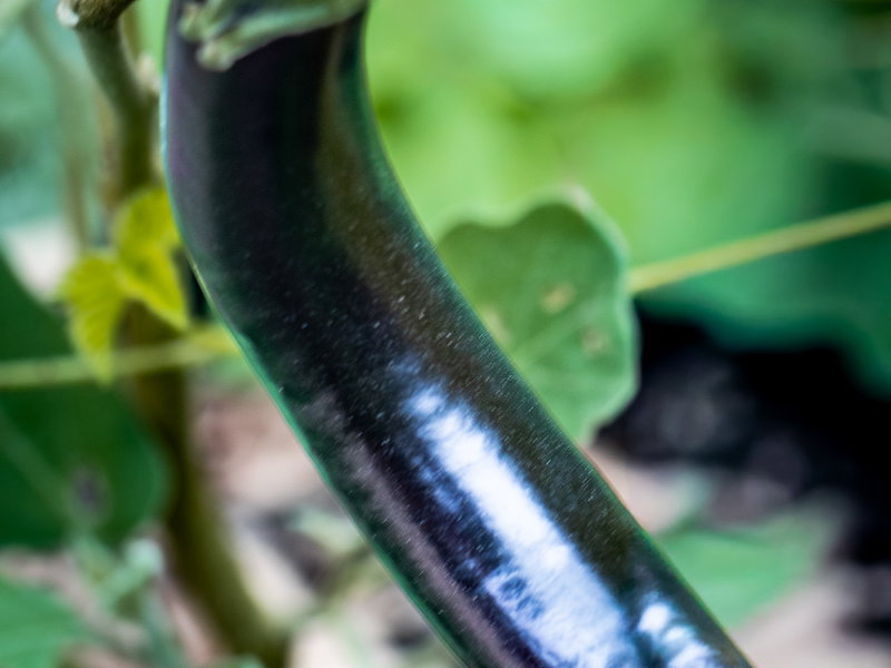 Little Finger Baingan (Eggplant) Seeds