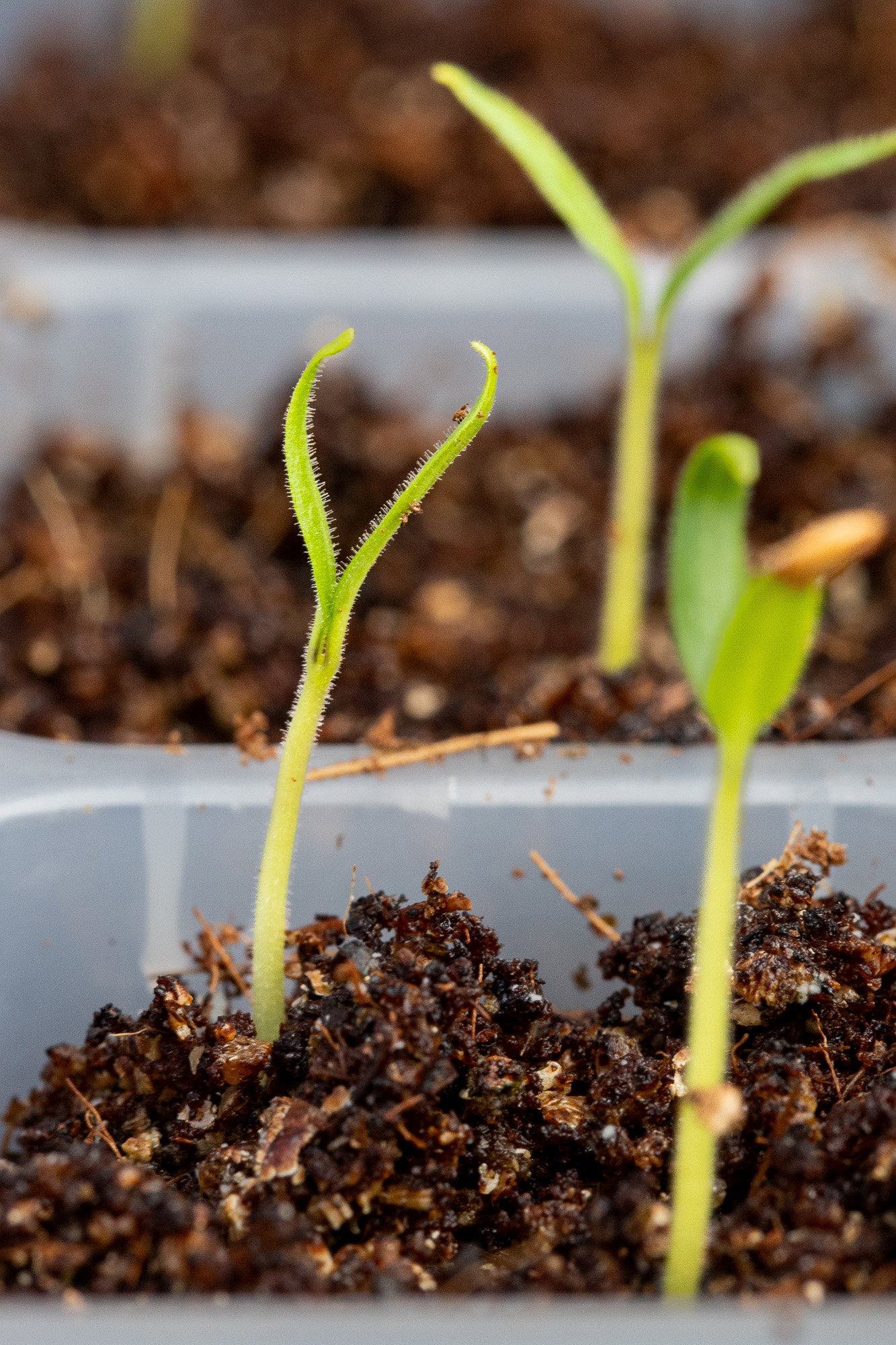 Little finger eggplant seedlings growing in a tray