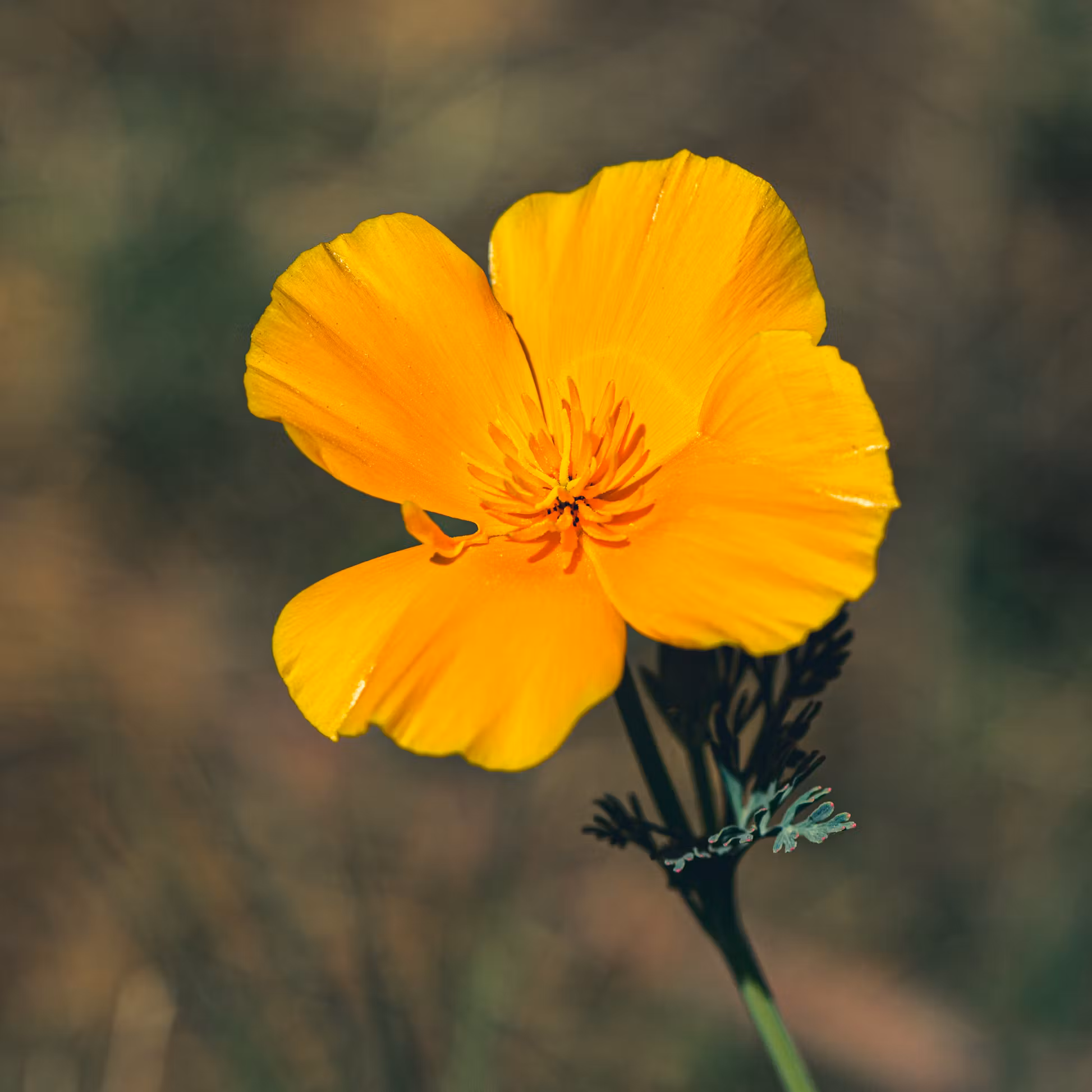 Golden poppy