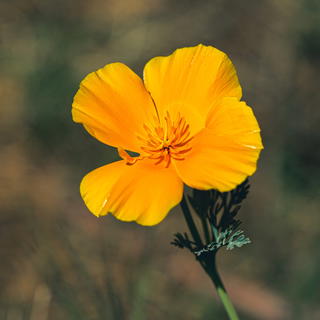 Golden poppy